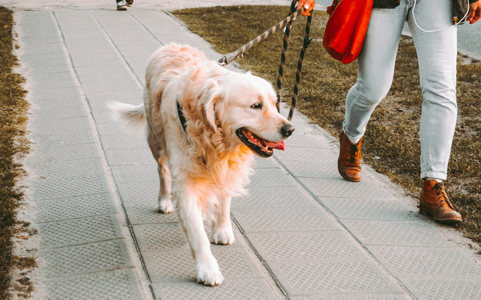 Parent and child walking near a leashed dog in a park, a topic a dog bite lawyer in Rosedale helps families with