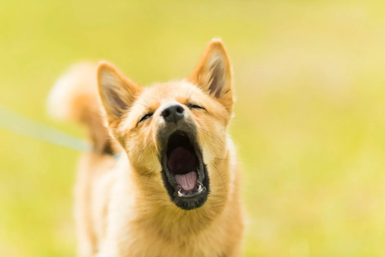 Dog bite lawyer Auburndale page photo of a tan dog barking outdoors with its mouth wide open