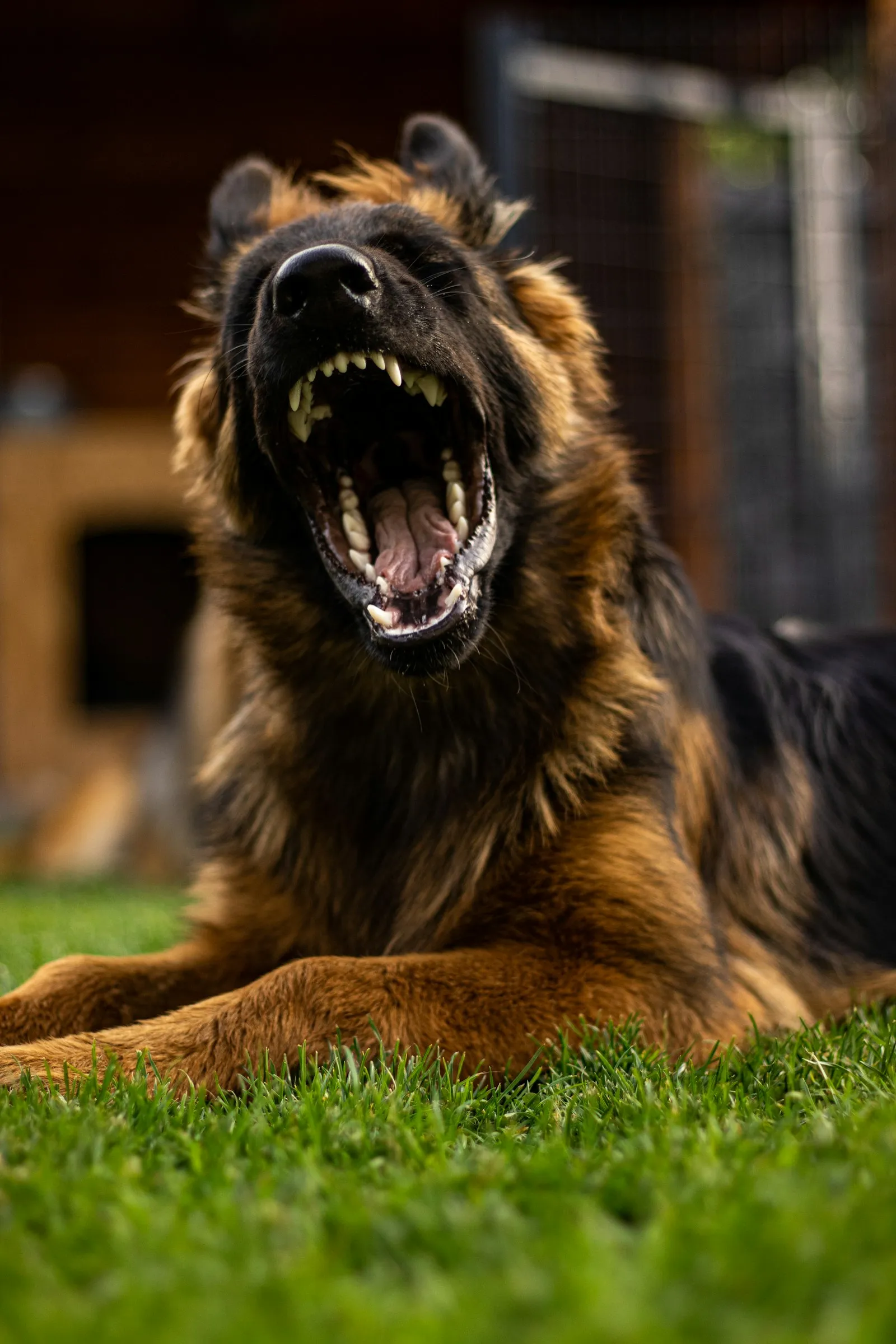 Alert black and tan German shepherd, pictured for a Whitestone dog bite attorney guide