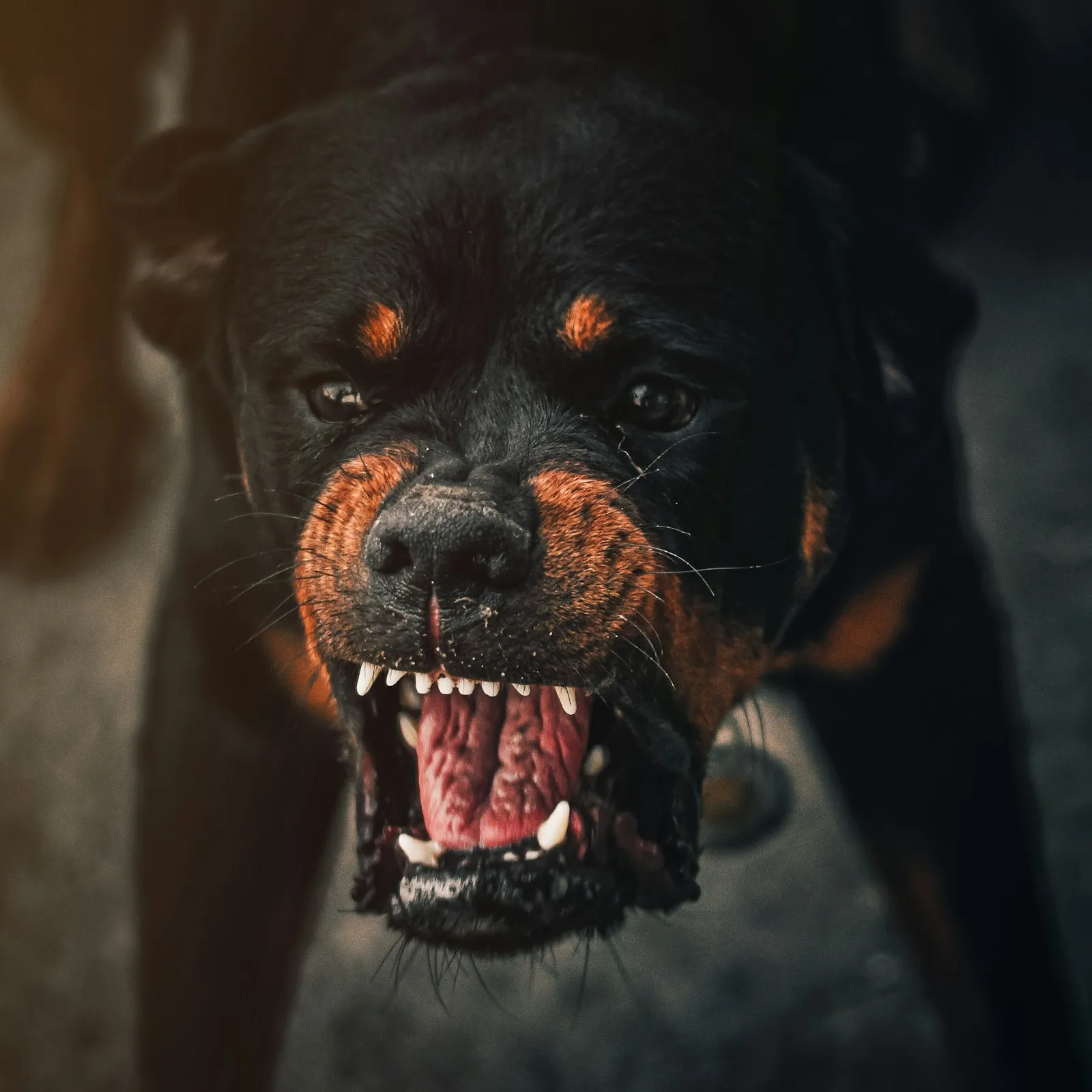 Snarling black and tan Rottweiler-type dog baring its teeth, image used by an Auburndale dog attack lawyer