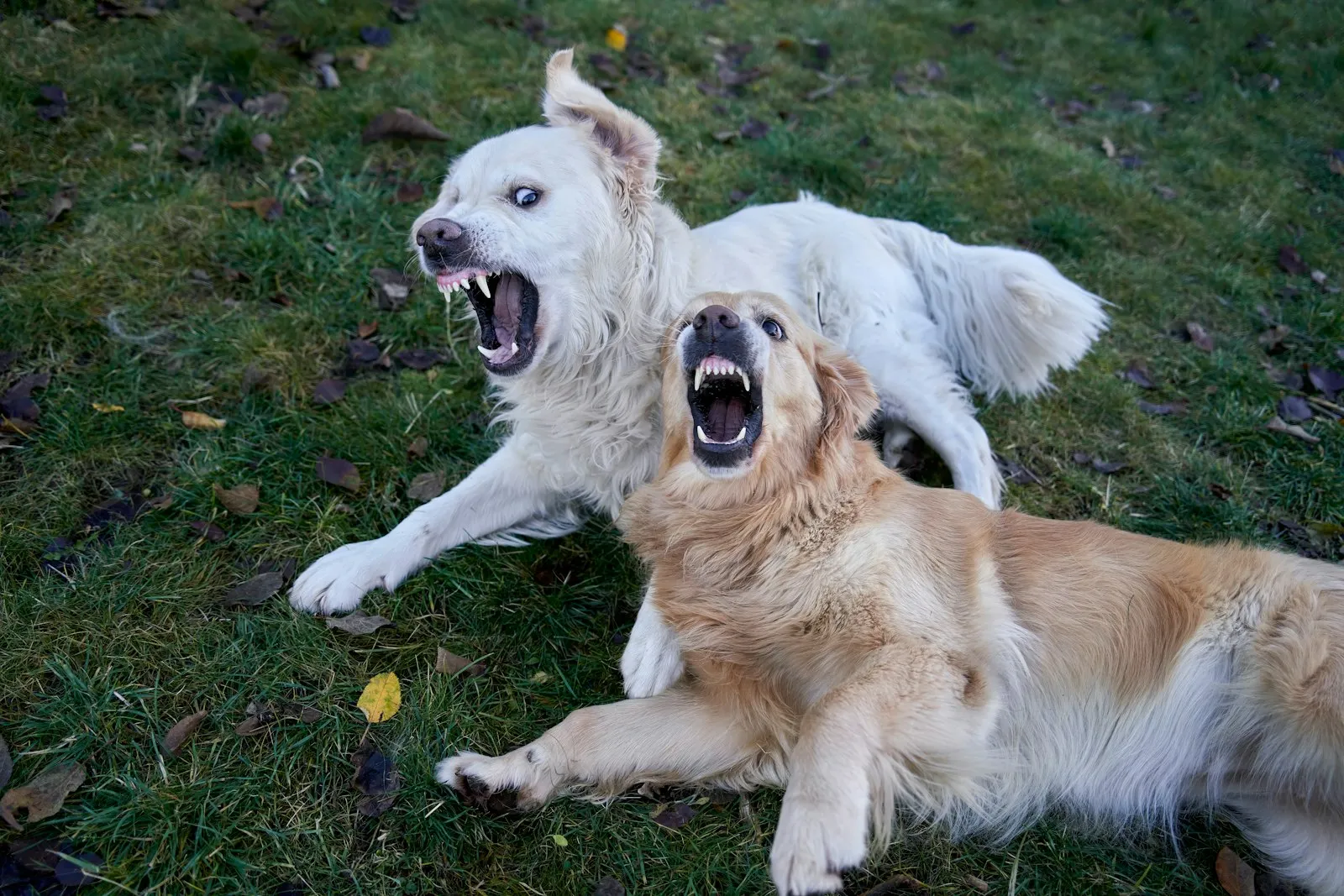 Two dogs fighting on grass with open mouths, image for a dog bite lawyer in Maspeth