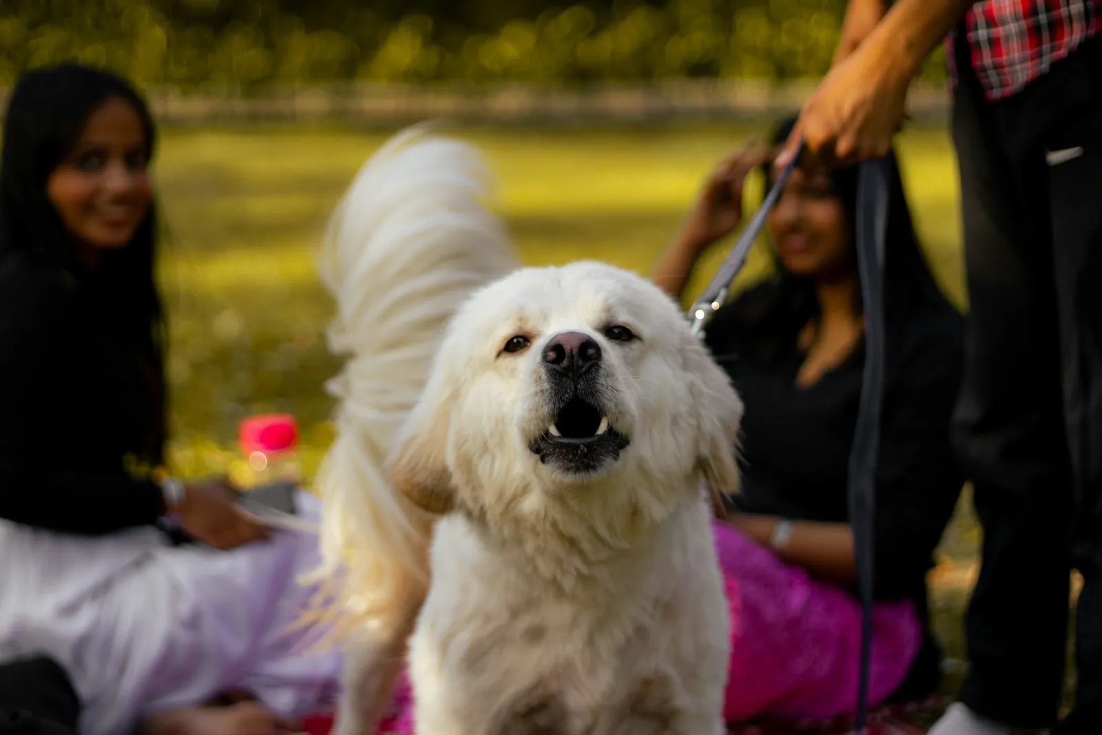Woman holding a white dog on a leash, photo for an Auburndale dog bite attorney page