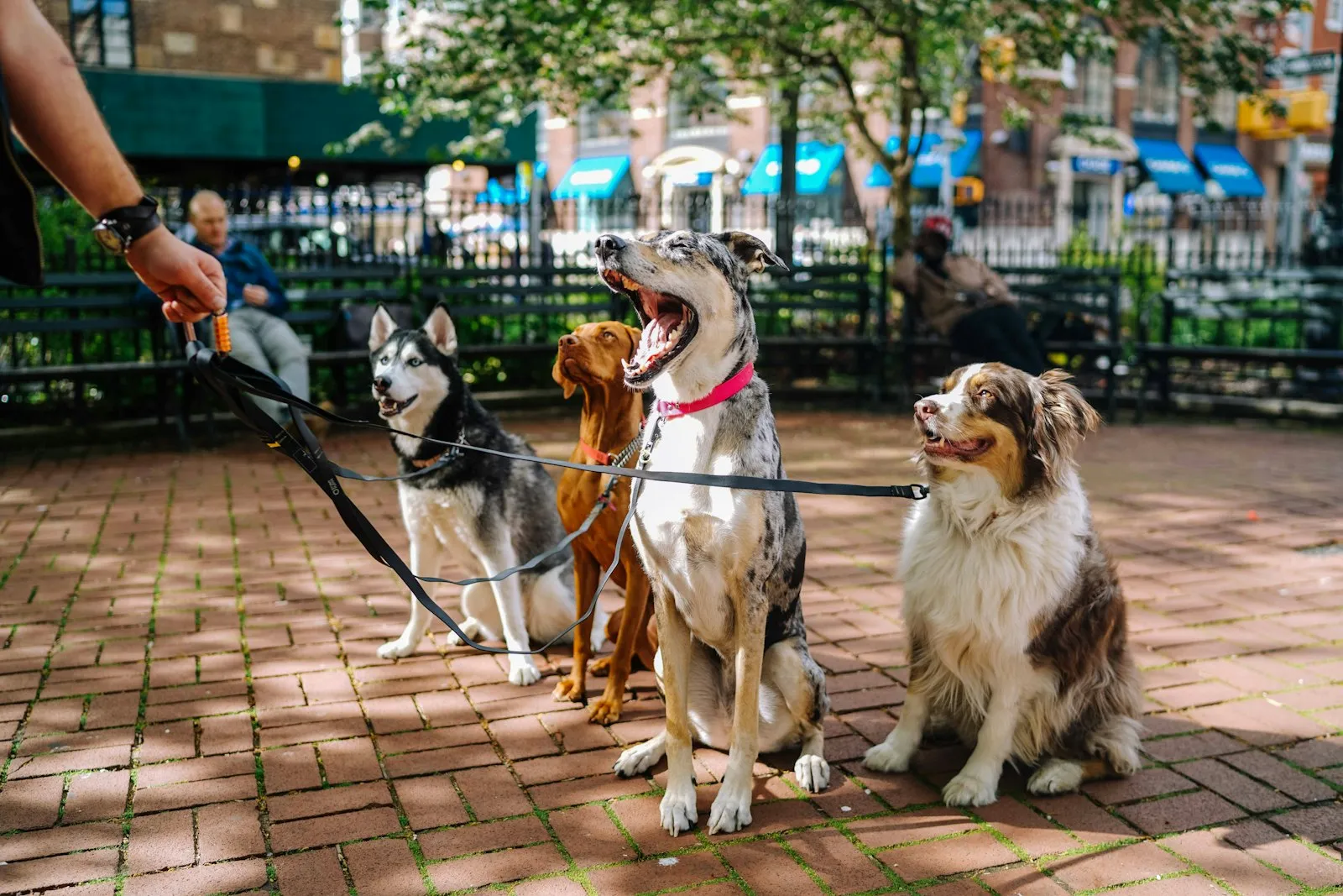 Dog bite attorney Belle Harbor photo of a dog walker leading several leashed dogs along a sidewalk