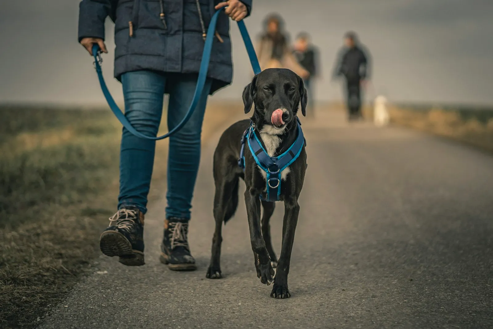 Black short-coated dog wearing a blue collar, shown for a Maspeth dog bite attorney