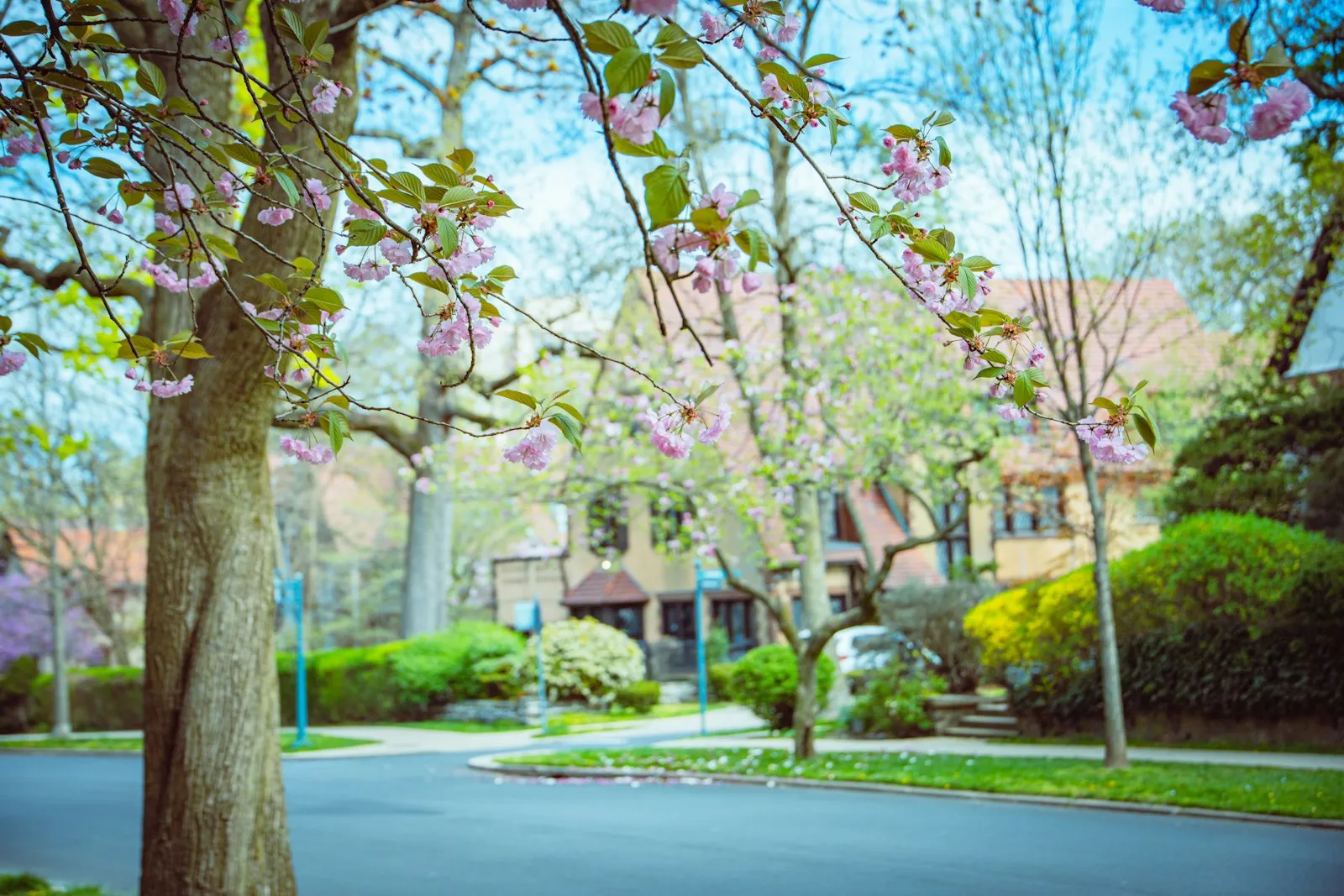Flowering tree in front of a house in Forest Hills, Queens