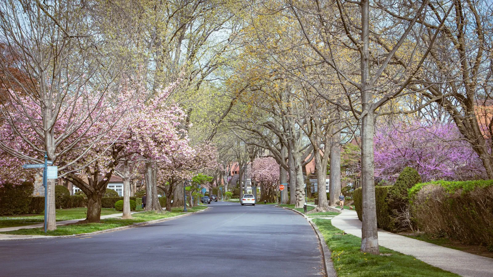 Tree-lined residential street with spring blossoms in Forest Hills, Queens