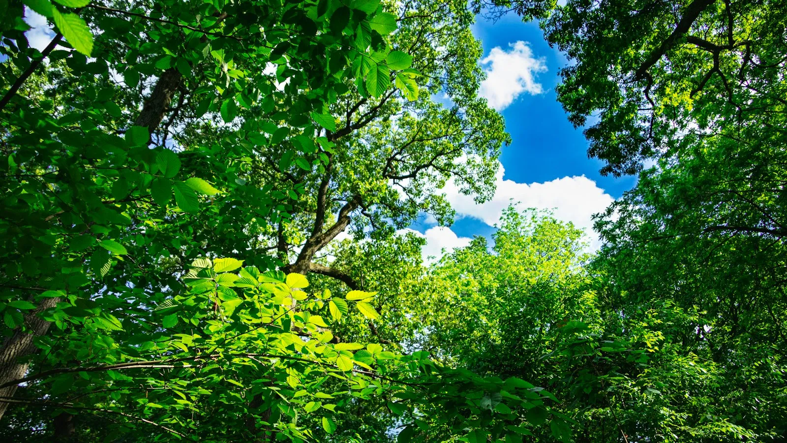 Woodland trees in Forest Park, Queens