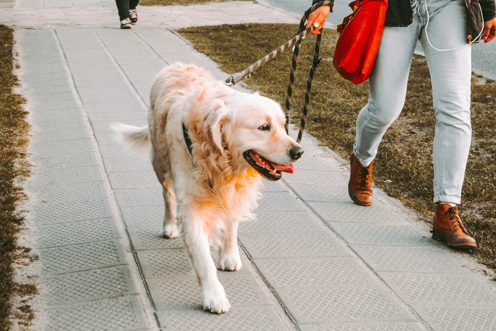 Personne promenant un golden retriever en laisse