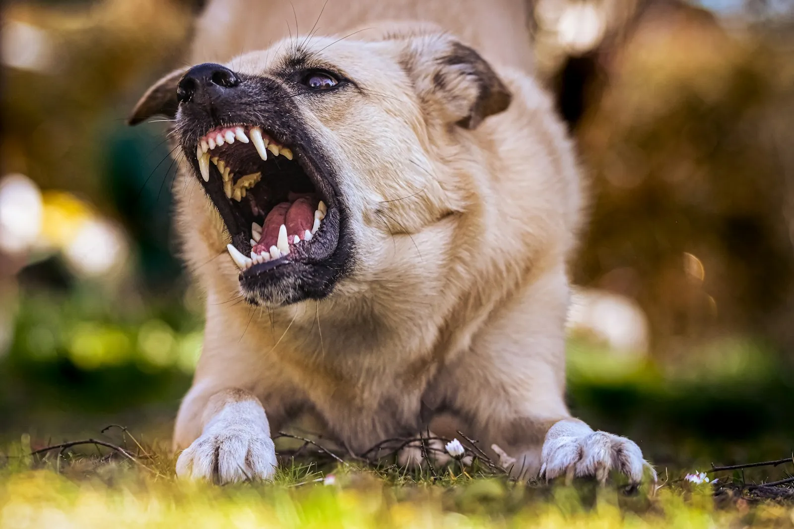 Gros plan d'un chien blanc et marron