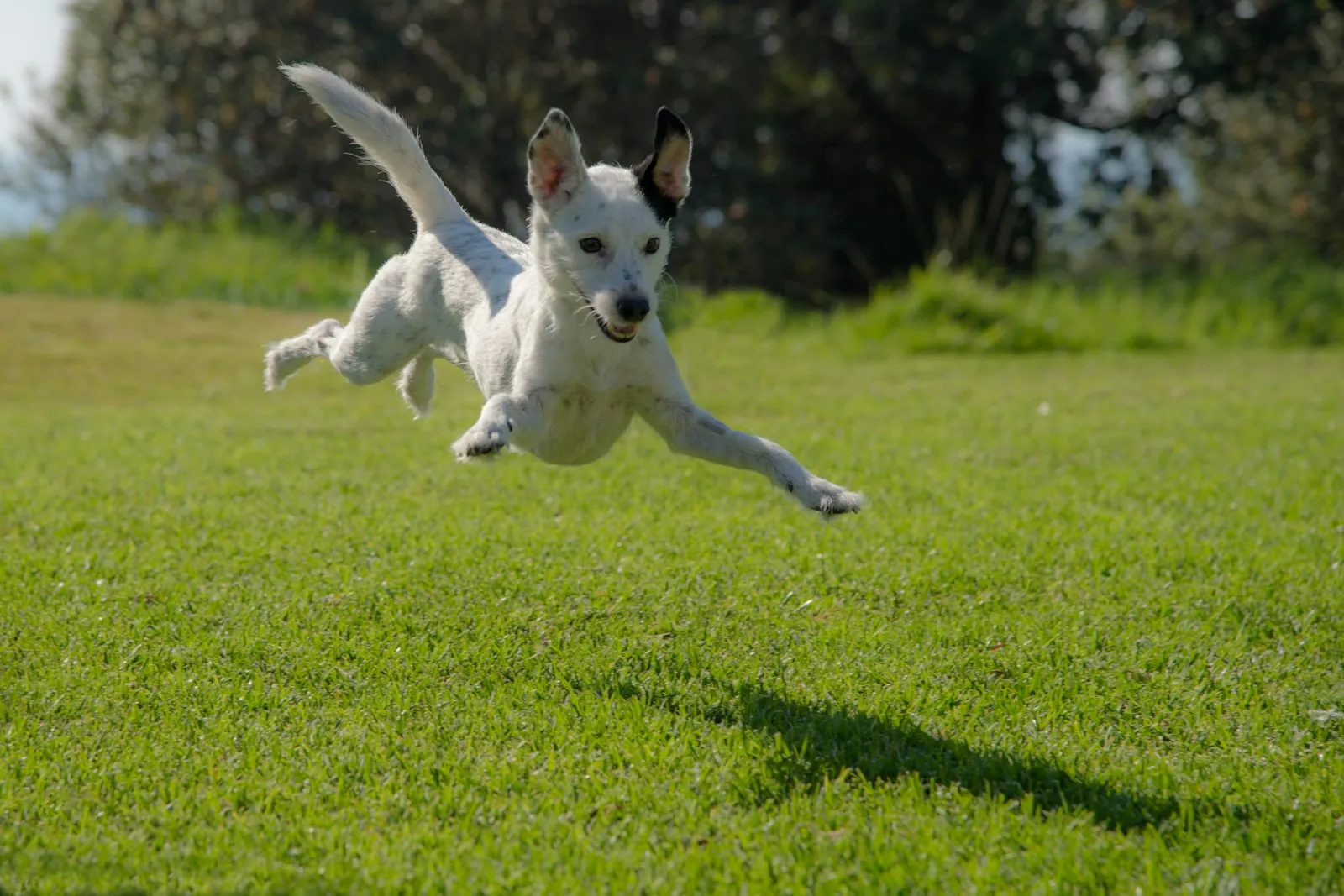 Chien qui saute sur une pelouse