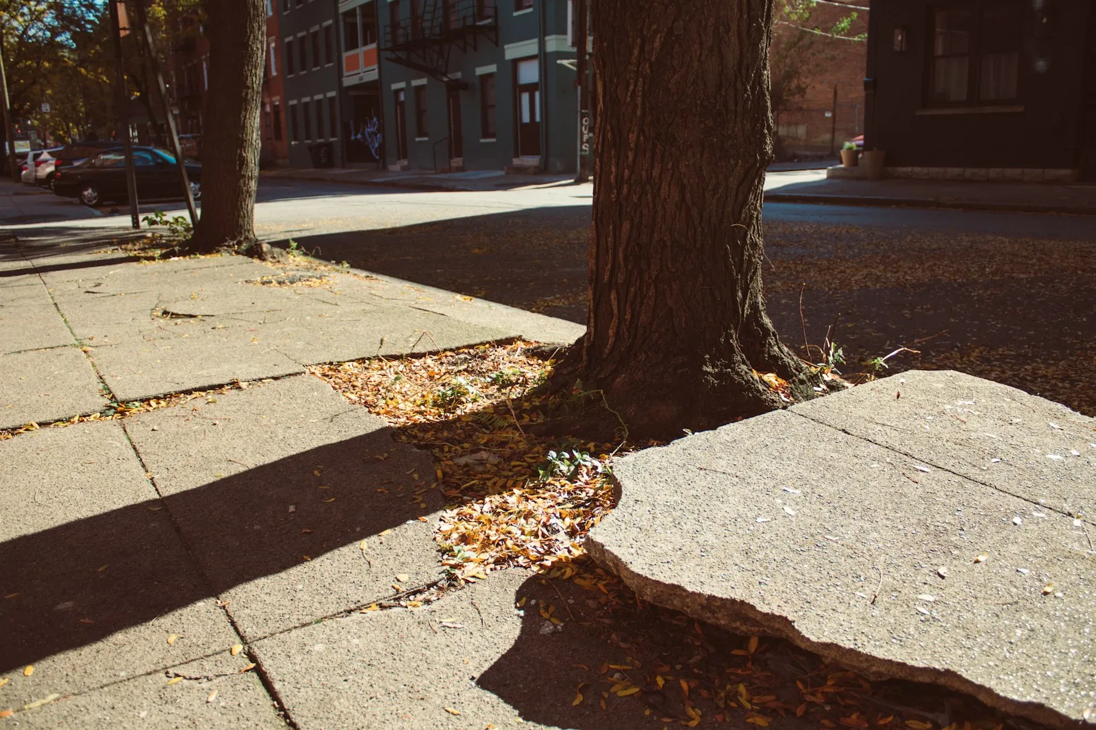 Sidewalk Accident Lawyer in Bellerose – street tree beside a residential sidewalk